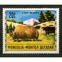 Животные. Яки. Монголия. 1971. Чистая