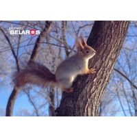 "Планета Беларусь" 2022 посткроссинг фауна белка