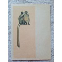 1954. Трофимов. Зеленые мартышки