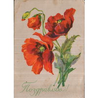 Подписанная открытка 1959г. "Поздравляю! Маки" худ. Т. Хвостенко