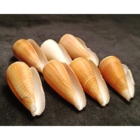 Ракушки Конус Магус - Сonus Magus