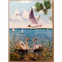 Национальный парк "Нарочанский". Птицы. Открытка