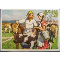 Телятницы. Худ. И.Воробьева. 1960 г.