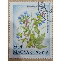 Венгрия 1973. Флора. Цветы. Pulmonaria mollissima. Марка из серии