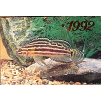 Календарики морские обитатели