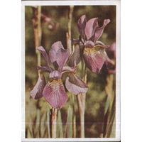 Чистая открытка 1963г. "Ирис" фото Я. Гайлитис