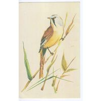 Открытка СССР 1987г. Фауна.Птицы.Усатая синица.