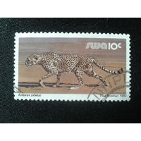 Юго-западная Африка, 1980. Гепард