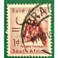 Южная Африка 1954. Чёрная антилопа Гну