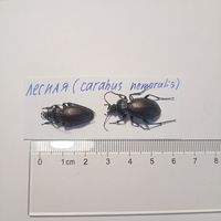Лесная жужелица(carabus nemoralis)- для энтомологии , насекомые