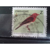 Зимбабве, 2005. Красноголовый ткач