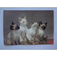 Календарик 1995 г.  Четыре котенка. (541).