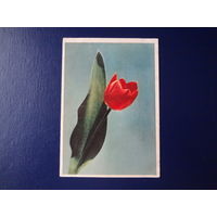 Тюльпан.  1962 г.