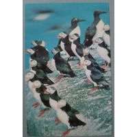 Тупики. Открытка, 1984