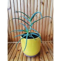 Алоэ с горшком