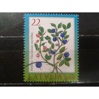Латвия, 2008. Черника