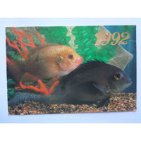 Календарик 1992 г. Уару черный и хромис красный.