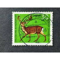 Германия 1966. Дикая природа. Лань