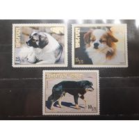 Бутан. Фауна. Собаки (781)