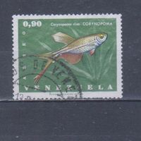 [1807] Венесуэла 1966. Фауна.Рыбка. Гашеная марка.