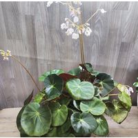 Бегония Фиста