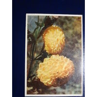 Георгины.  1962 г. подписанная.