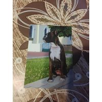 Календарик,реклама,2007