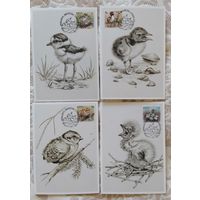 Беларусь 2018 КМ Птенцы.