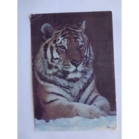 Календарик 1992 г Тигр.