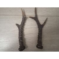 Рога косули 2 штуки