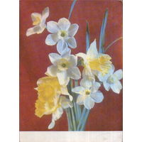 Подписанная открытка 1969г. "Нарцисс" фото И. Дергилев