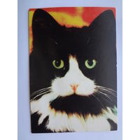 Календарик 1997 г. Черно-белый кот.