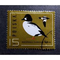 Марка Польша 1985 год Птицы
