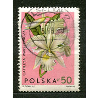 Флора. Орхидея. Польша. 1965