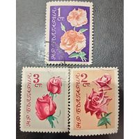Болгария. Флора. Цветы. Розы