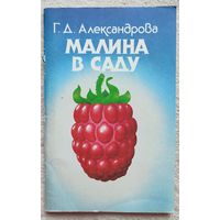 Малина в саду Александров