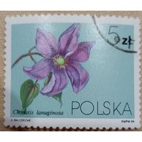 Польша 1984. Флора. Цветы. Clematis lanuginosa. Марка из серии