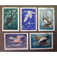 СССР. 1972 год. Фауна. Водоплавающие птицы (5 марок)