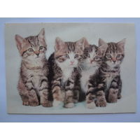 Календарик 1997 г. Четыре котенка.