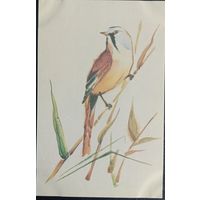 Открытка Синица Тренделева О.