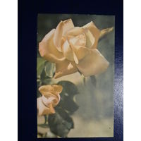 Розы.  1968 г.  подписанная.