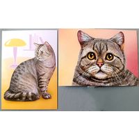 Коты. Домашние питомцы. Открытки, глянец