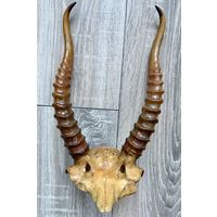 Череп с рогами Сайгака длинна 30 см!