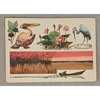 Советская открытка "Астраханский Заповедник". Худ. А. Семенцов-Огиевский, 1975 г.