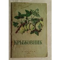 Крыжовник. Н. А. Рыбацкий. 1957