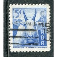 Канада. Стандарт. Фауна. Овцебык