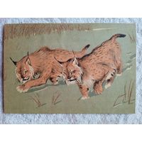 Трофимов. Рысь. Издание Московского Зоопарка