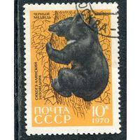 СССР 1970.. Заповедник. Черный медведь