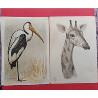 В. А. Ватагин. Открытки. 1961 г.