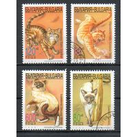 Кошки Болгария 1998 год серия из 4-х марок